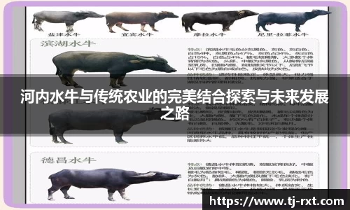 河内水牛与传统农业的完美结合探索与未来发展之路